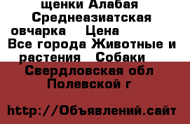 щенки Алабая (Среднеазиатская овчарка) › Цена ­ 15 000 - Все города Животные и растения » Собаки   . Свердловская обл.,Полевской г.